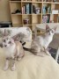 Maya und Mia (4)